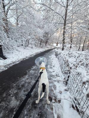 Enlarge Marlene, a Adoptable Mixed Breed in New York, NY image 1/3