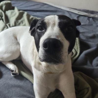 Marlene, Adoptable, Adult Female Mixed Breed.