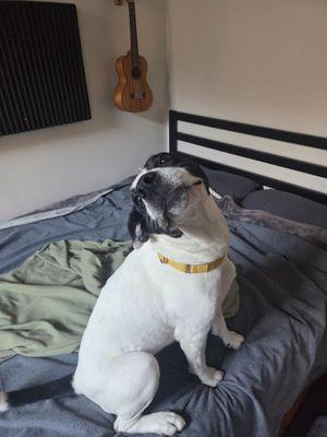 Enlarge Marlene, a Adoptable Mixed Breed in New York, NY image 3/3