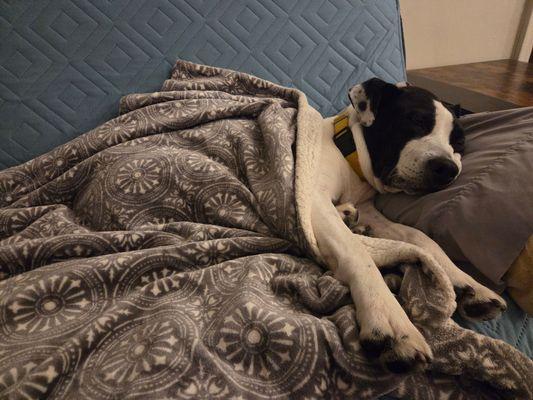 Enlarge Marlene, a Adoptable Mixed Breed in New York, NY image 3/3