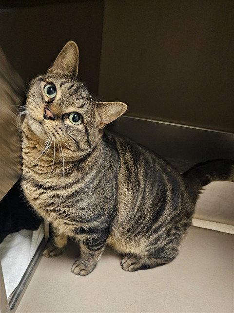 Enlarge ROCKY, a Adoptable Domestic Short Hair in Clyde, NC image 1/1