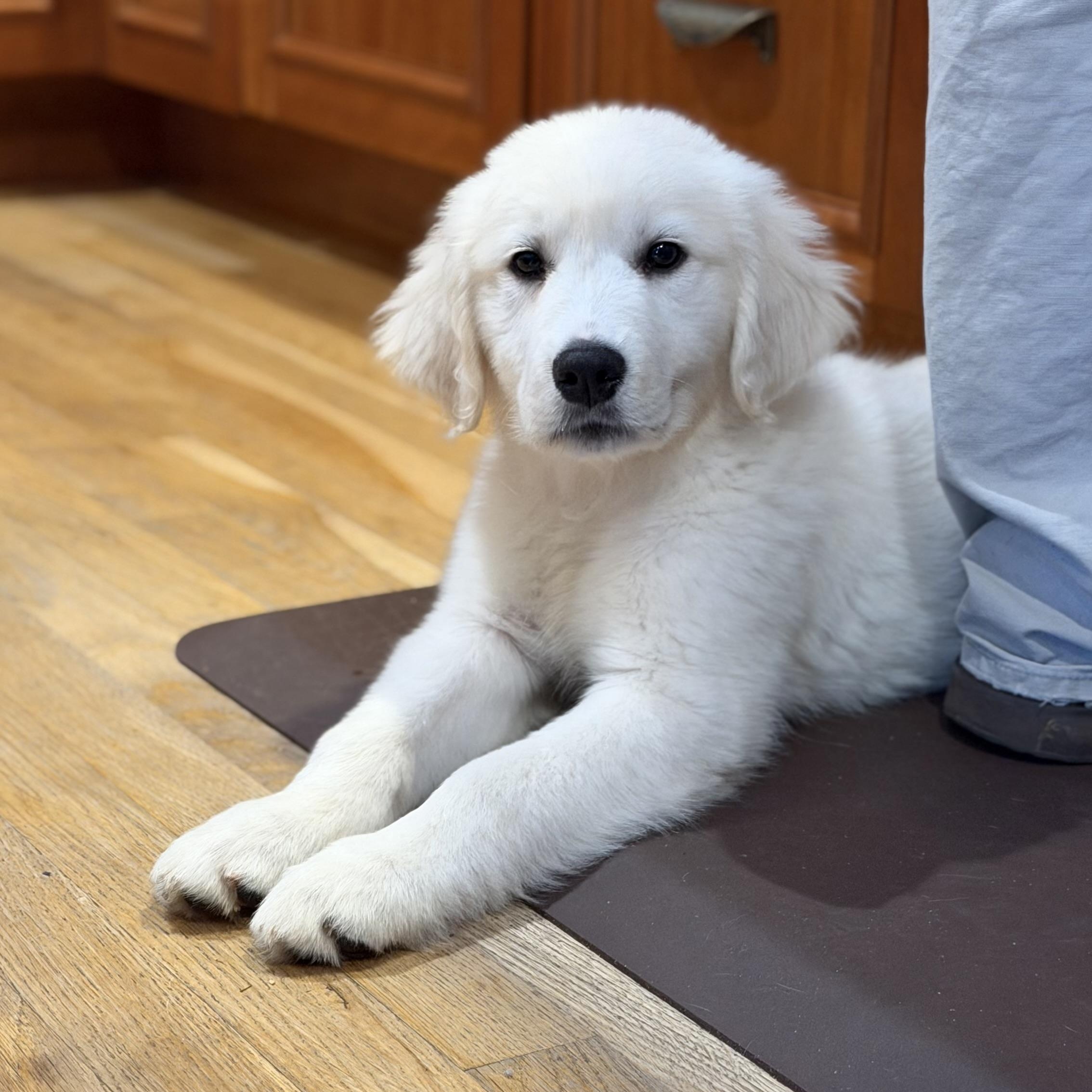 Blizzard, Adoptable, Puppy Male Great Pyrenees & Golden Retriever.