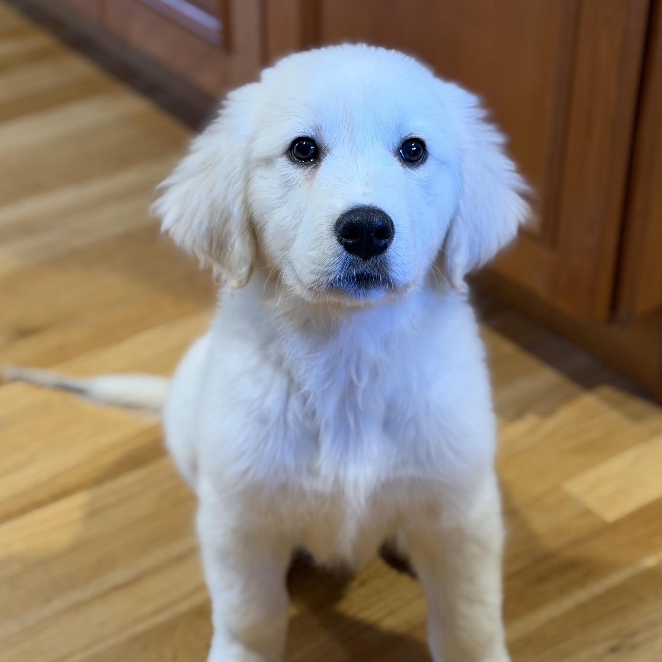 Enlarge Blizzard, a Adoptable mixed breed in Yaphank, NY image 5/6