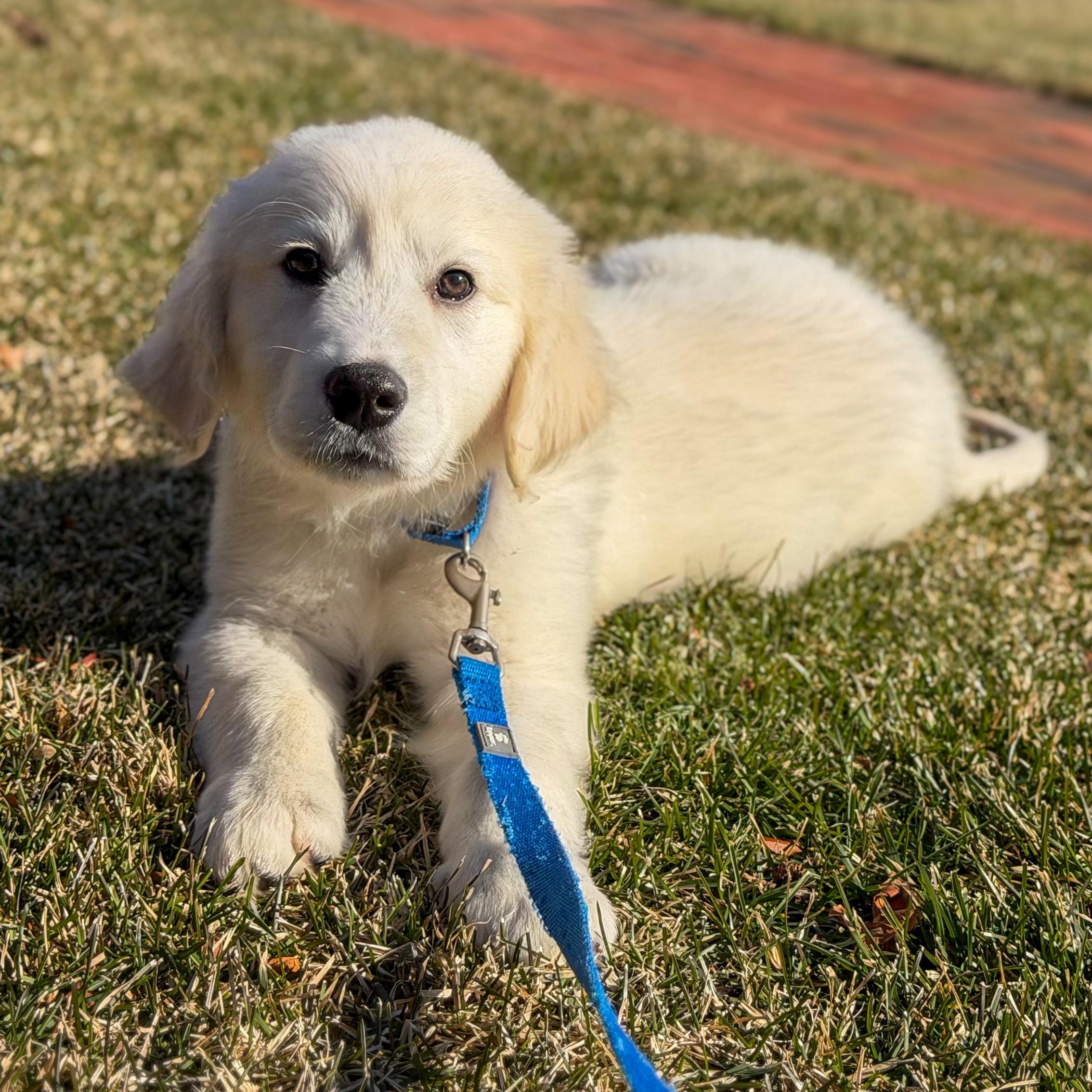 Enlarge Blizzard, a Adoptable mixed breed in Yaphank, NY image 2/6