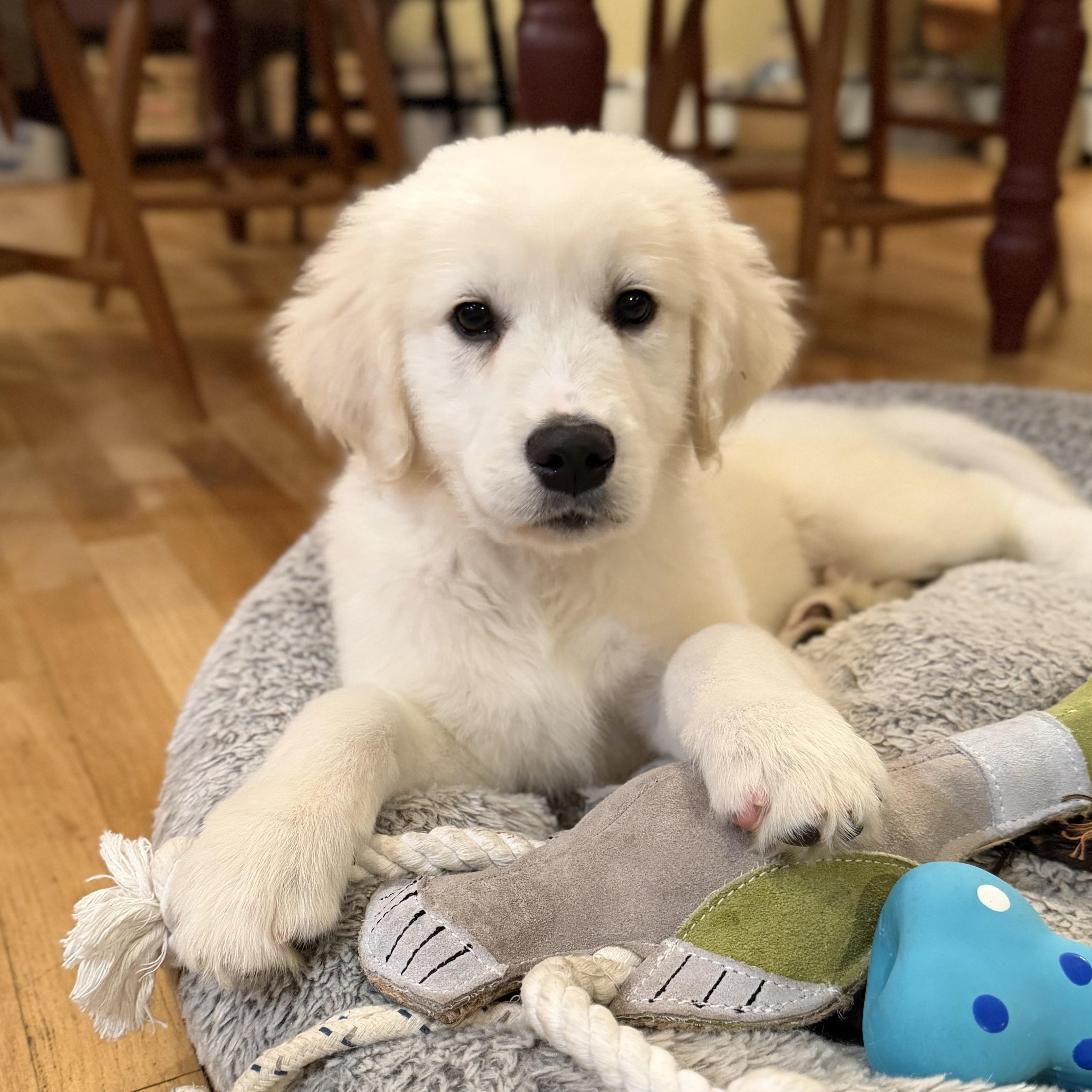 Enlarge Blizzard, a Adoptable mixed breed in Yaphank, NY image 6/6