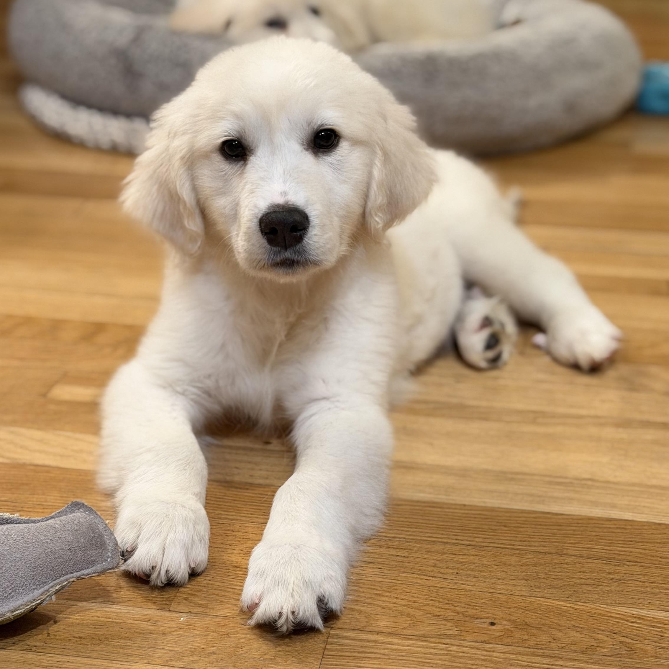 Enlarge Blizzard, a Adoptable mixed breed in Yaphank, NY image 4/6