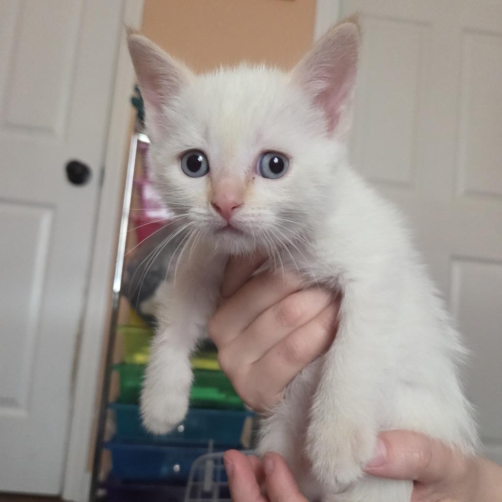 Enlarge Bink, an adopted mixed breed in Ocala, FL image 1/1