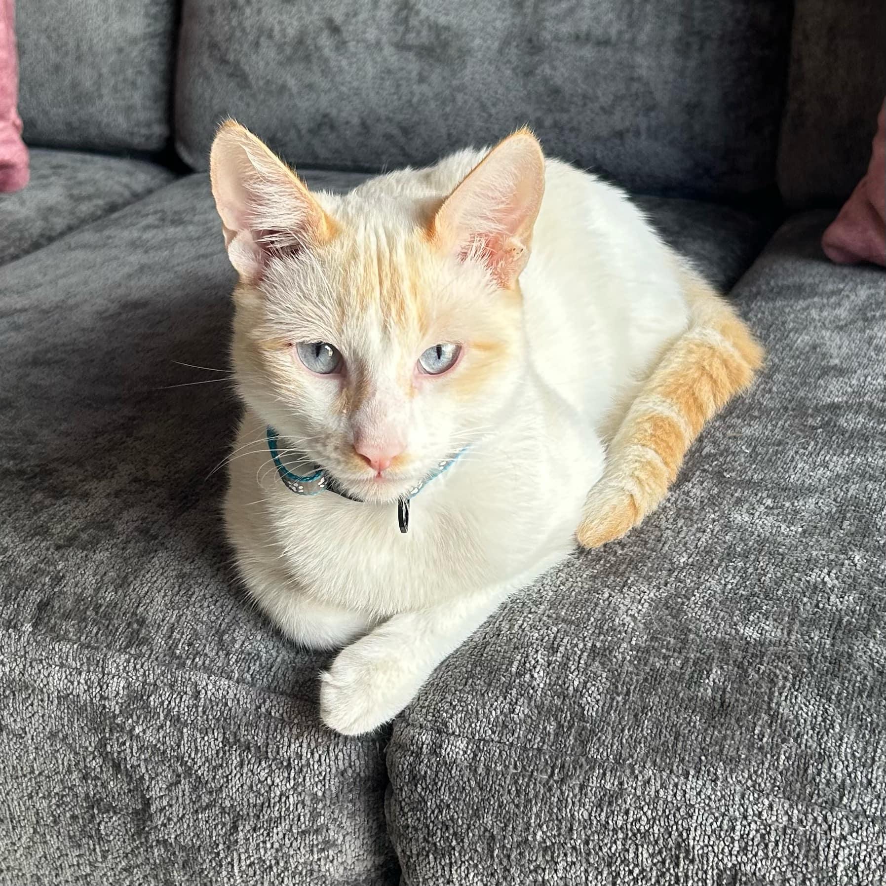 Puma, Adopted, Young Male Domestic Short Hair.