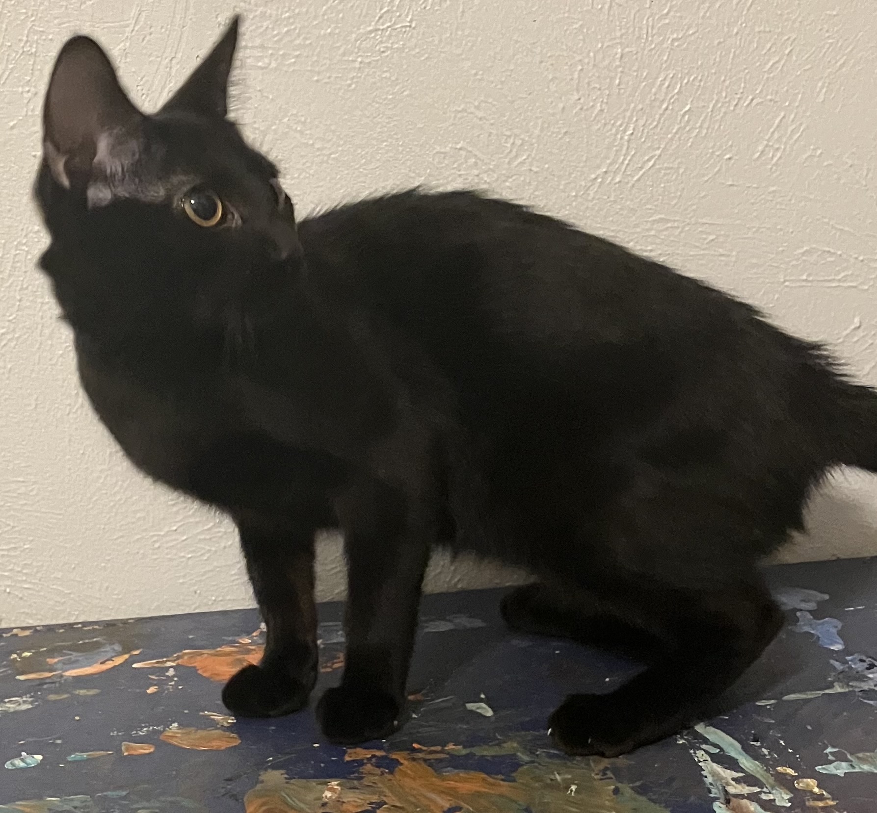 Zelda, Young Female Domestic Short Hair