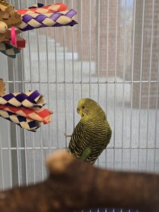 Enlarge Lumia, a Adoptable Budgie / Budgerigar in Fairfax, VA image 1/1