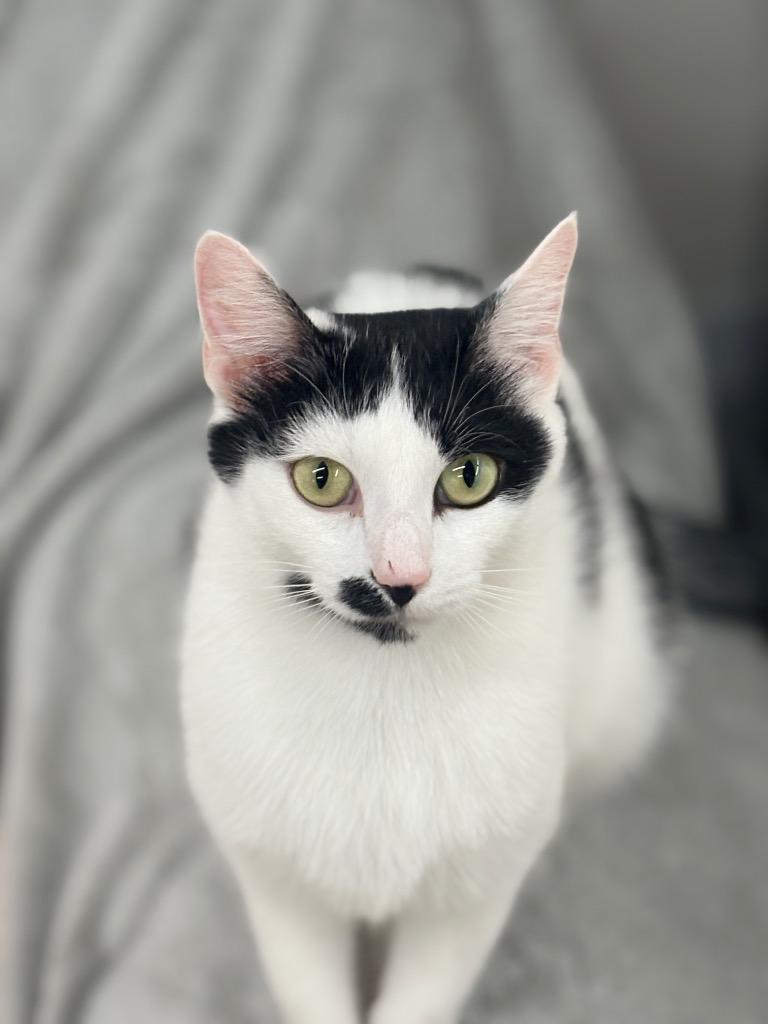 Ruby, Adoptable, Young Female Domestic Short Hair.