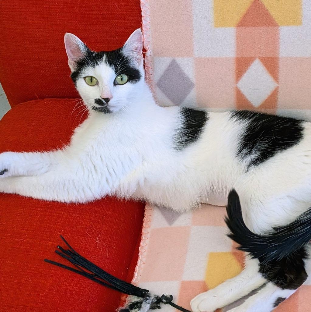 Ruby, Adoptable, Young Female Domestic Short Hair.