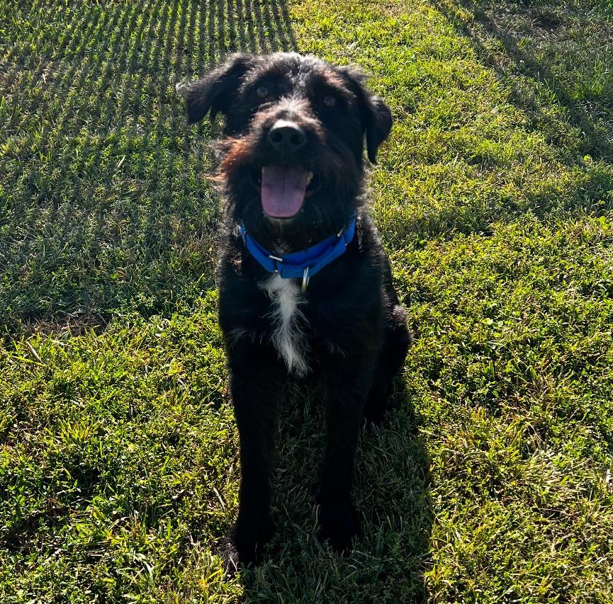 Gypsie — thumbnail 3