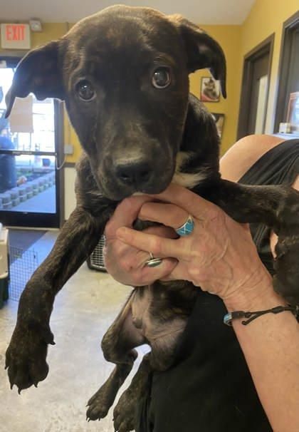 Sawyer, a Adoptable mixed breed in Bowling Green, KY image 1/2