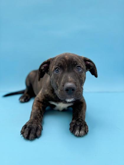 Sawyer, a Adoptable mixed breed in Bowling Green, KY image 2/2