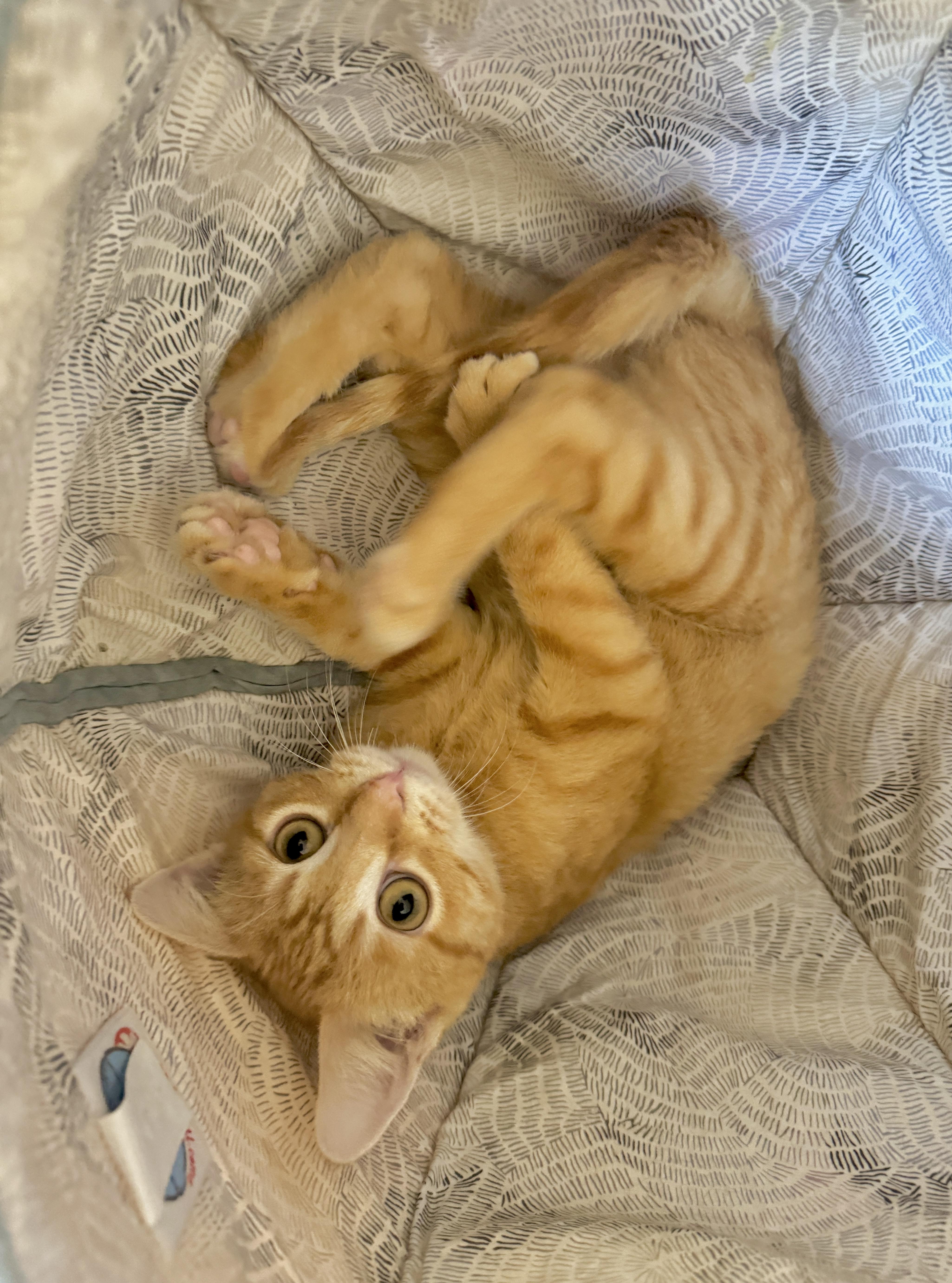 Enlarge Tin Cup (quacks, purrs & belly rubs), a ADOPTABLE Domestic Short Hair in Houston, TX image 6/6