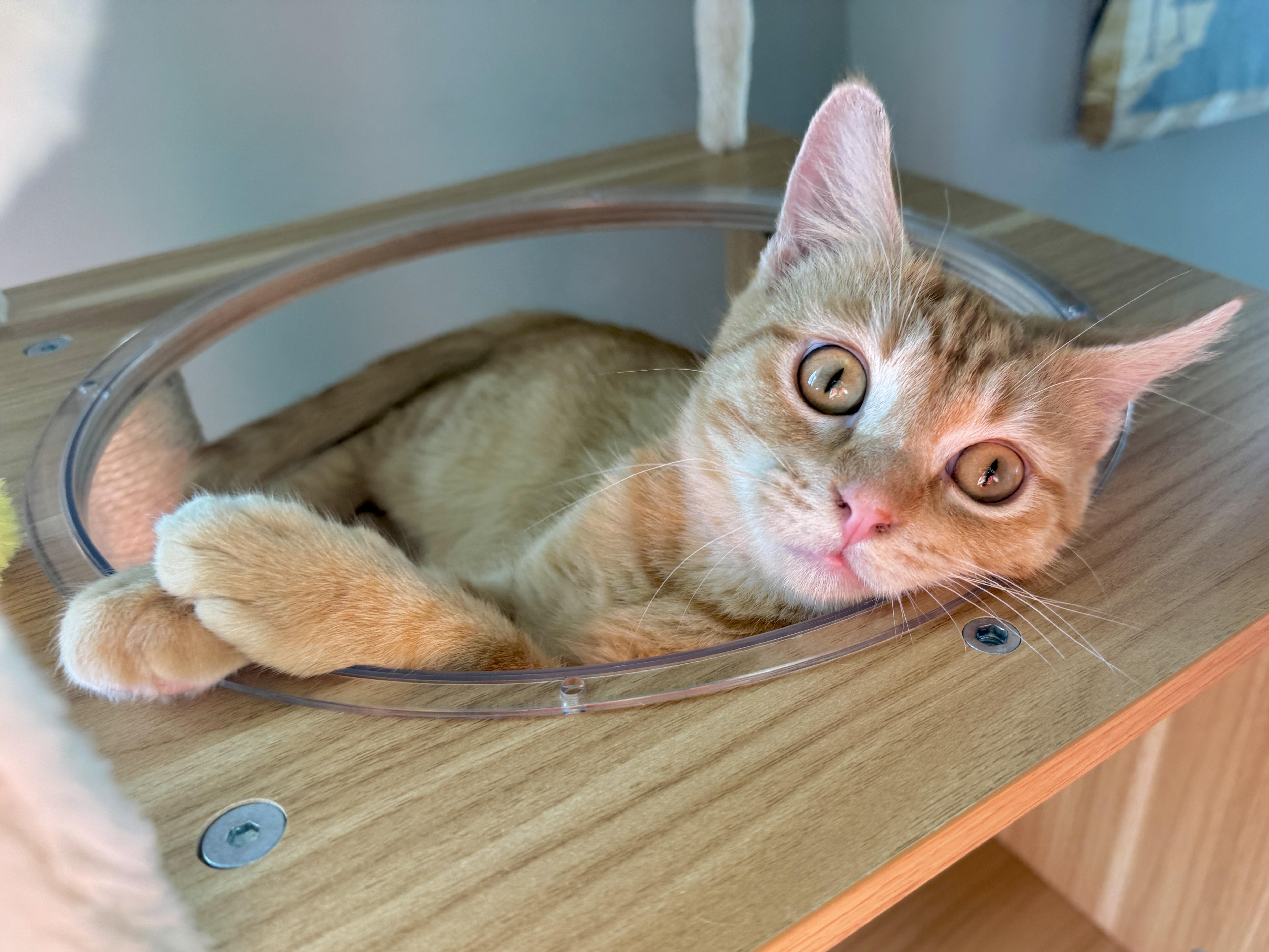 Enlarge Tin Cup , a ADOPTABLE Domestic Short Hair in Houston, TX image 6/6