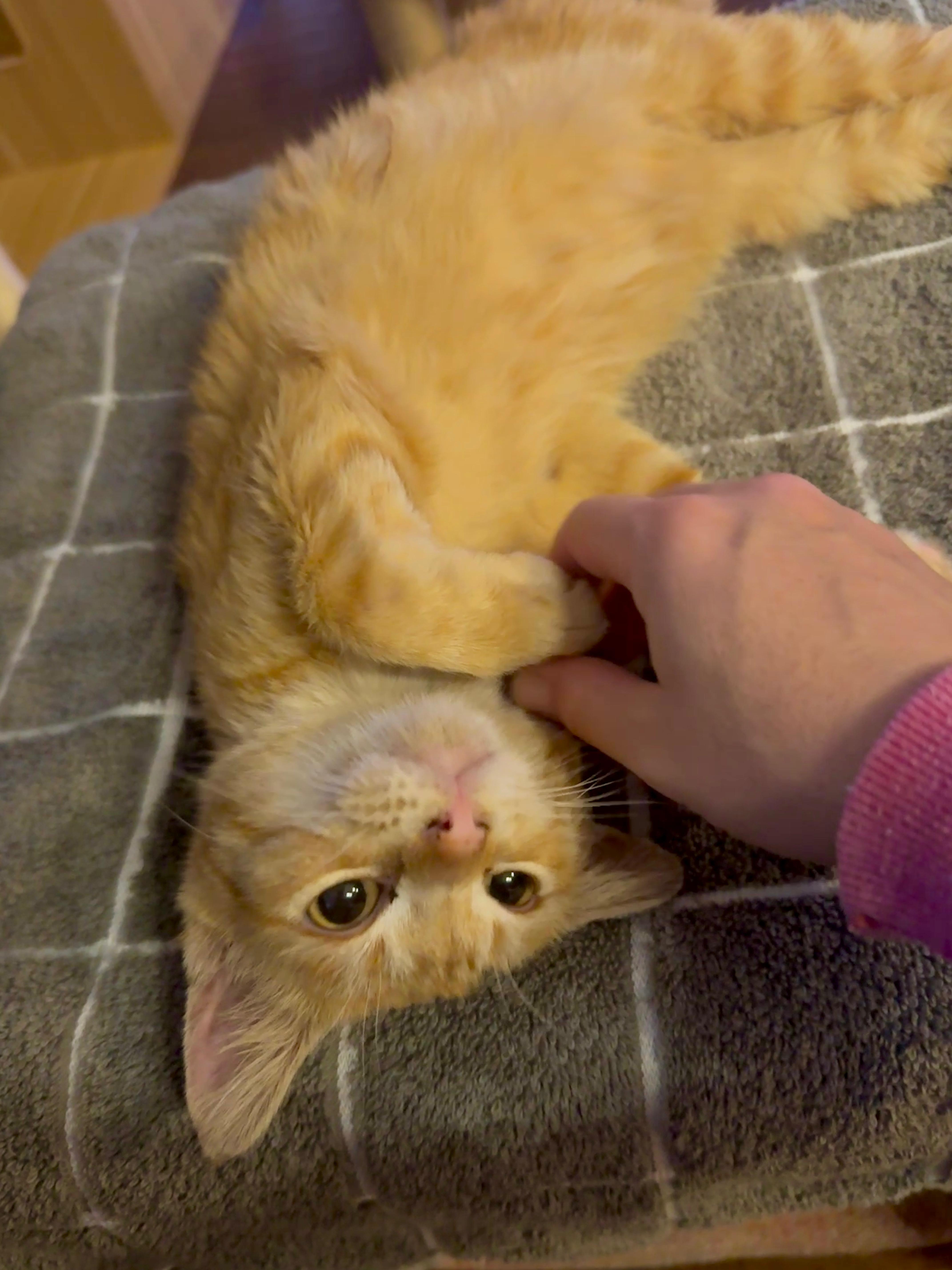 Enlarge Tin Cup , a ADOPTABLE Domestic Short Hair in Houston, TX image 1/6