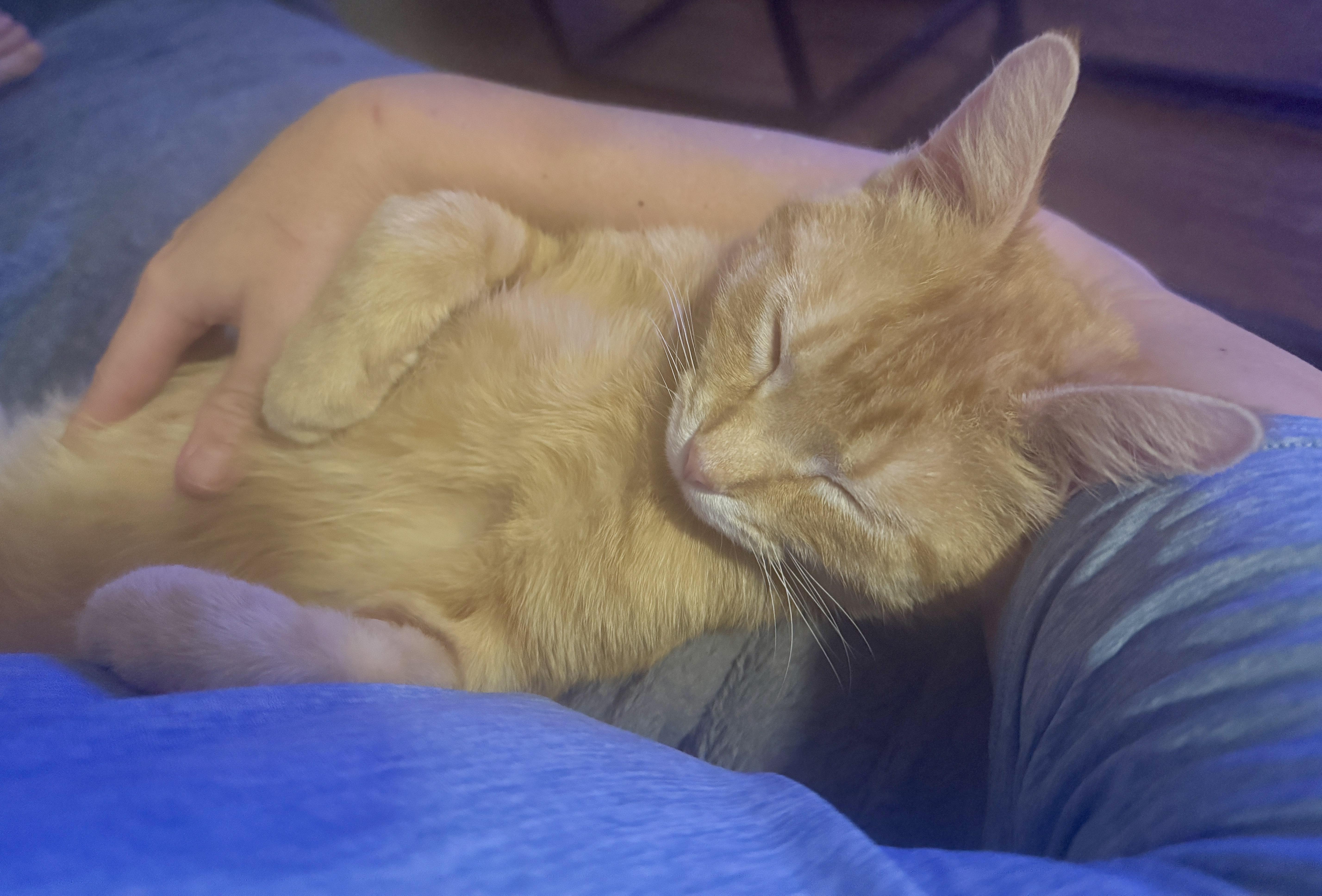 Tin Cup (quacks, purrs & belly rubs), ADOPTABLE, Kitten Male Domestic Short Hair.