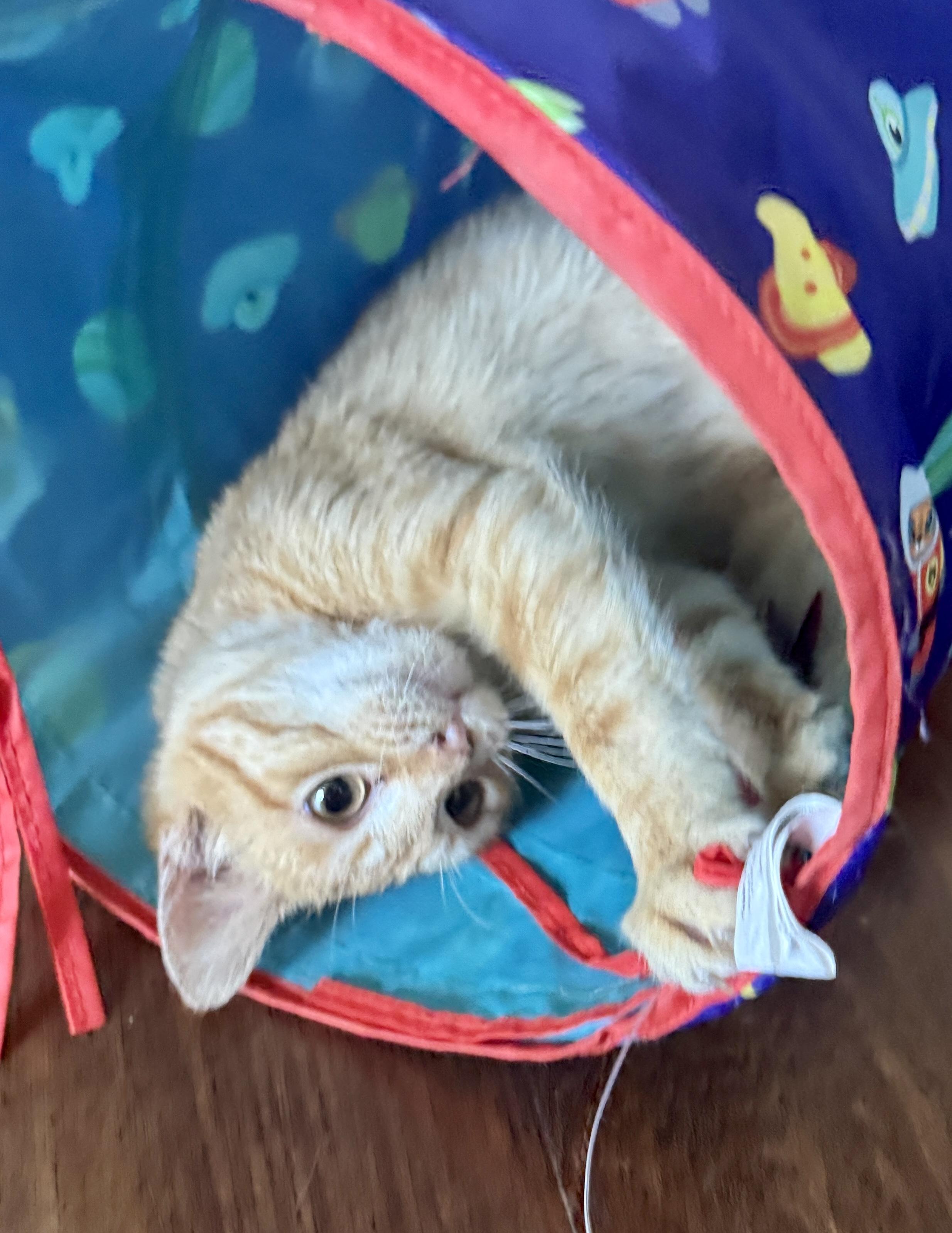 Enlarge Tin Cup , a ADOPTABLE Domestic Short Hair in Houston, TX image 2/6