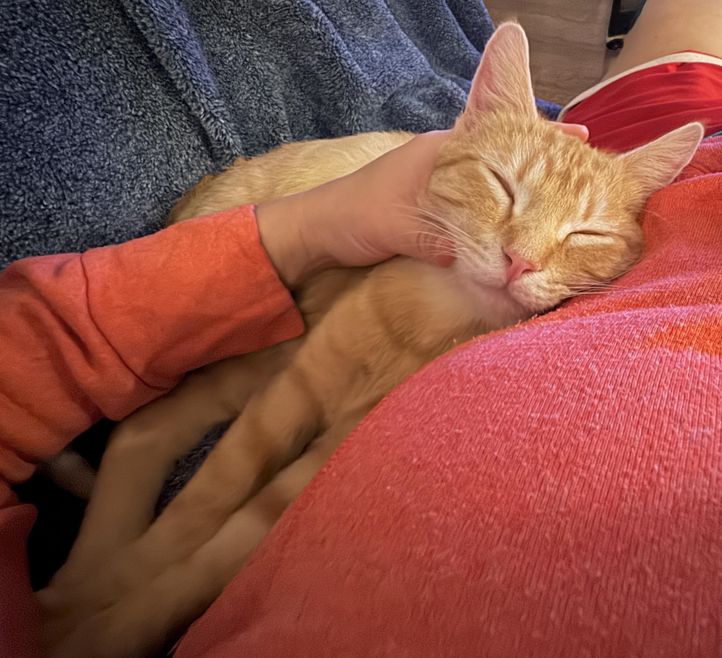 Enlarge Tin Cup (quacks, purrs & belly rubs), a ADOPTABLE Domestic Short Hair in Houston, TX image 5/6