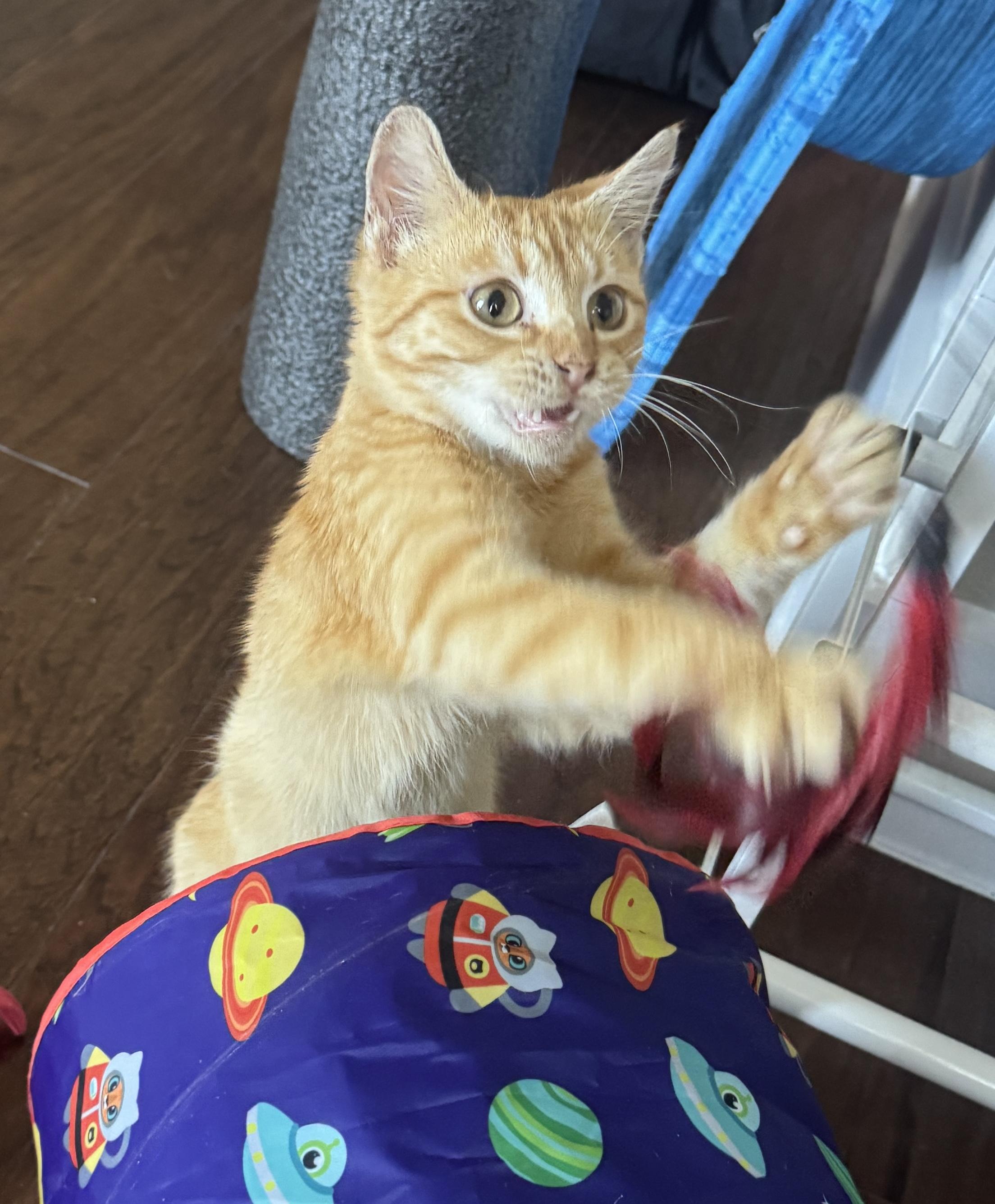 Enlarge Tin Cup , a ADOPTABLE Domestic Short Hair in Houston, TX image 3/6