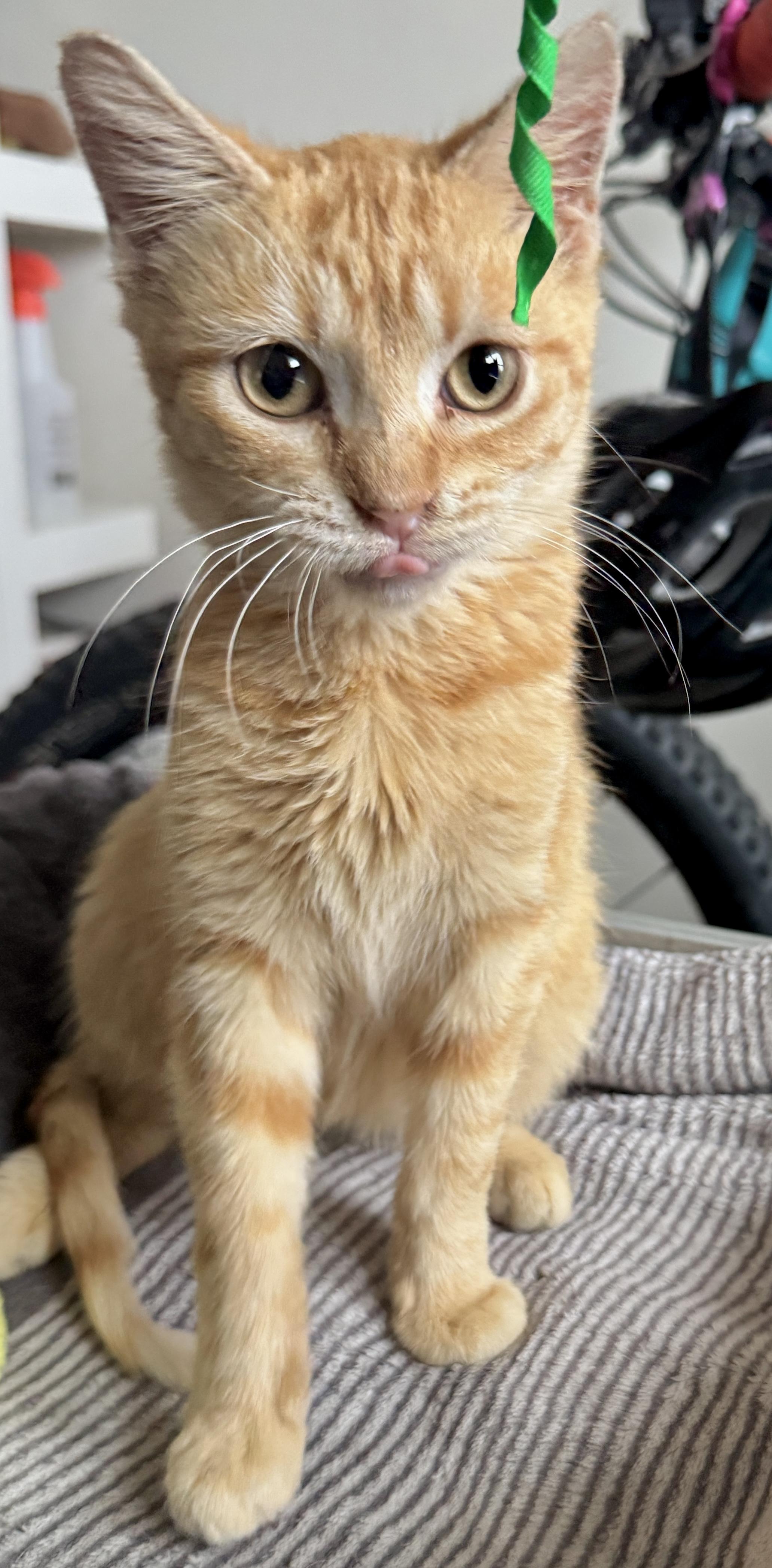 Enlarge Tin Cup , a ADOPTABLE Domestic Short Hair in Houston, TX image 4/6