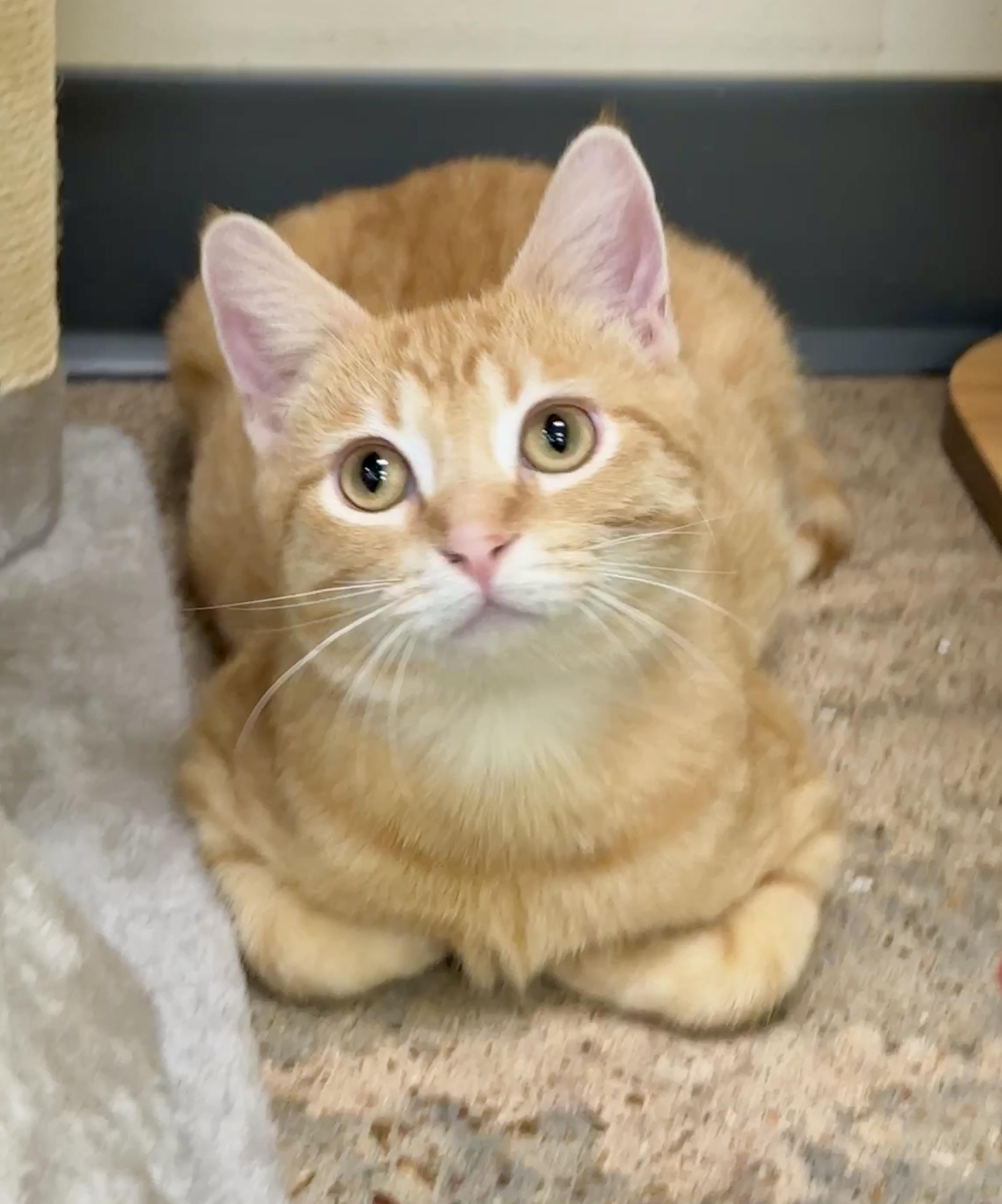 Enlarge Tin Cup (quacks, purrs & belly rubs), a ADOPTABLE Domestic Short Hair in Houston, TX image 3/6