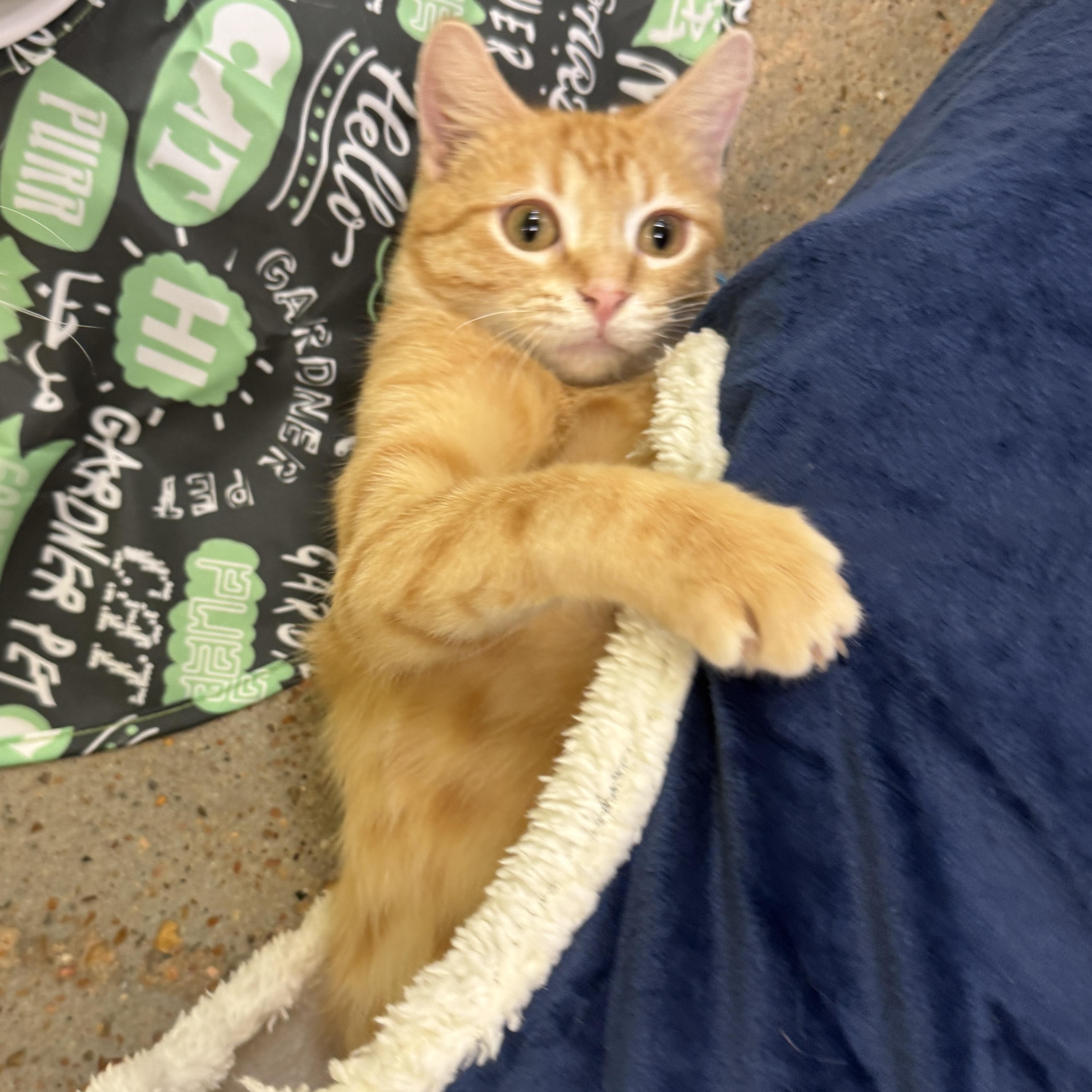 Enlarge Tin Cup (quacks, purrs & belly rubs), a ADOPTABLE Domestic Short Hair in Houston, TX image 4/6