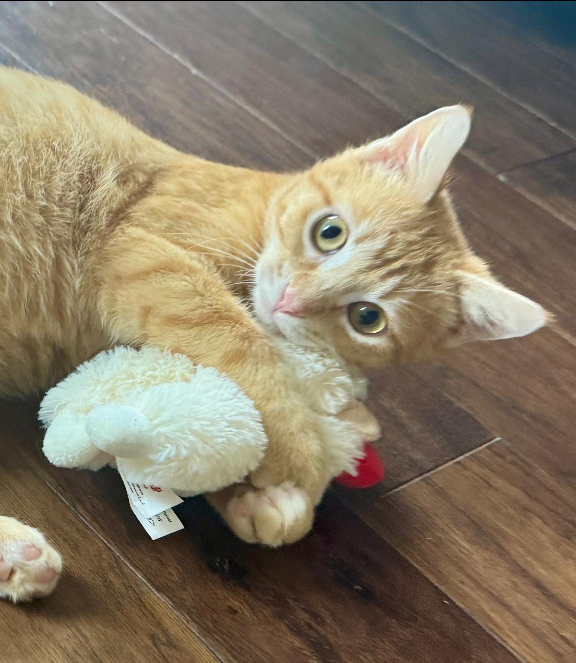 Tin Cup (quacks, purrs & belly rubs), ADOPTABLE, Kitten Male Domestic Short Hair.