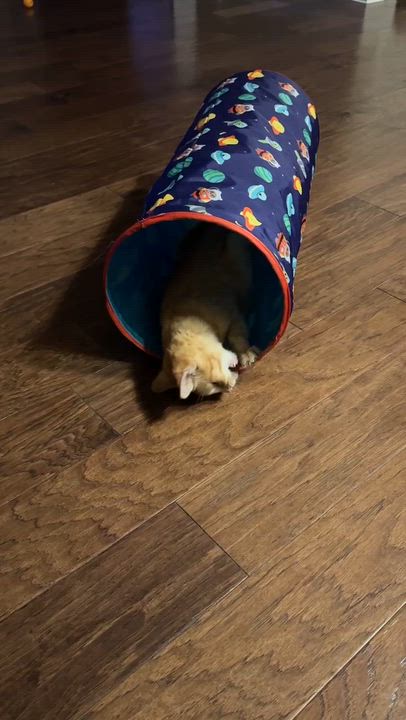 Enlarge Tin Cup , a ADOPTABLE Domestic Short Hair in Houston, TX video 5/6