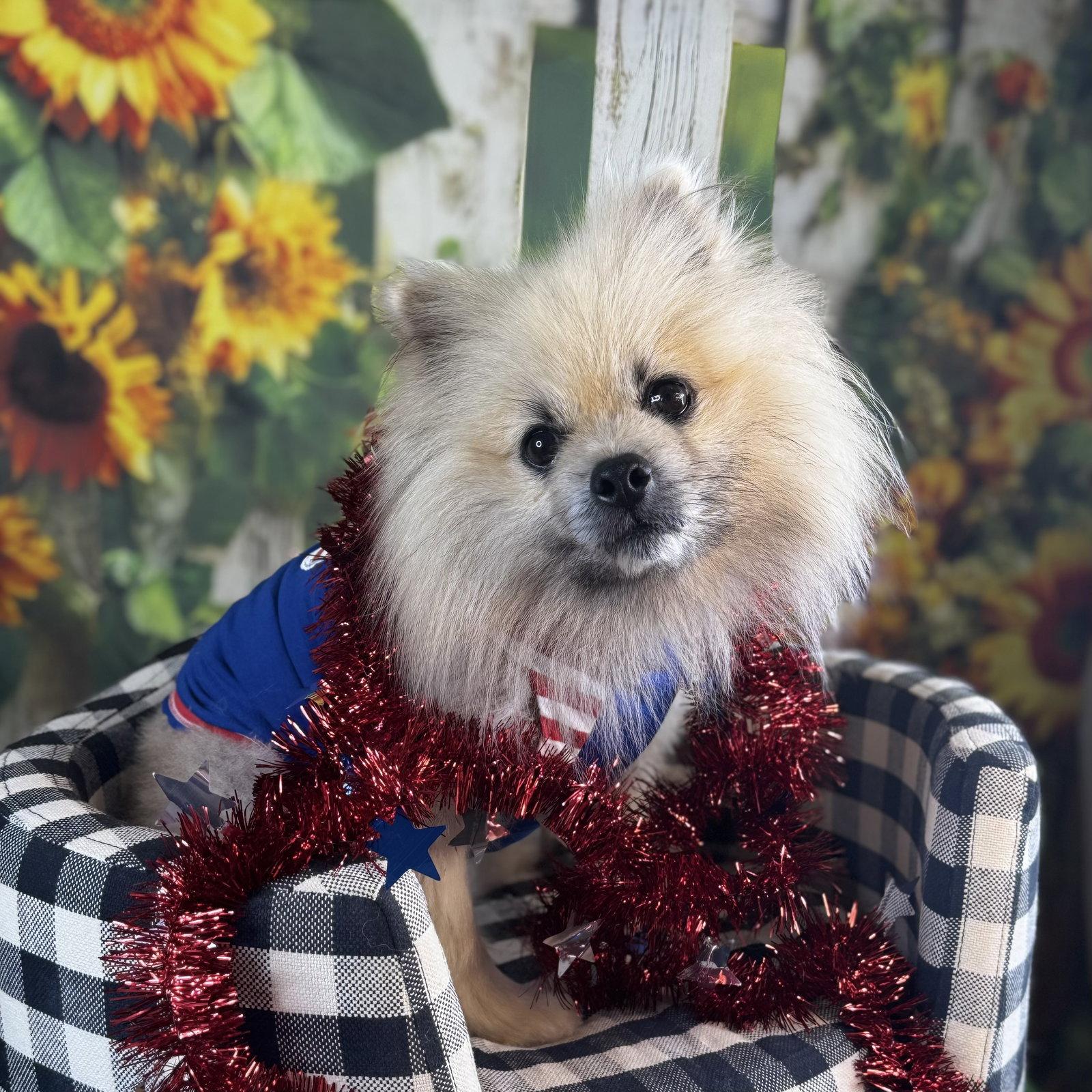 Rigatoni, Adopted, Adult Male Pomeranian.