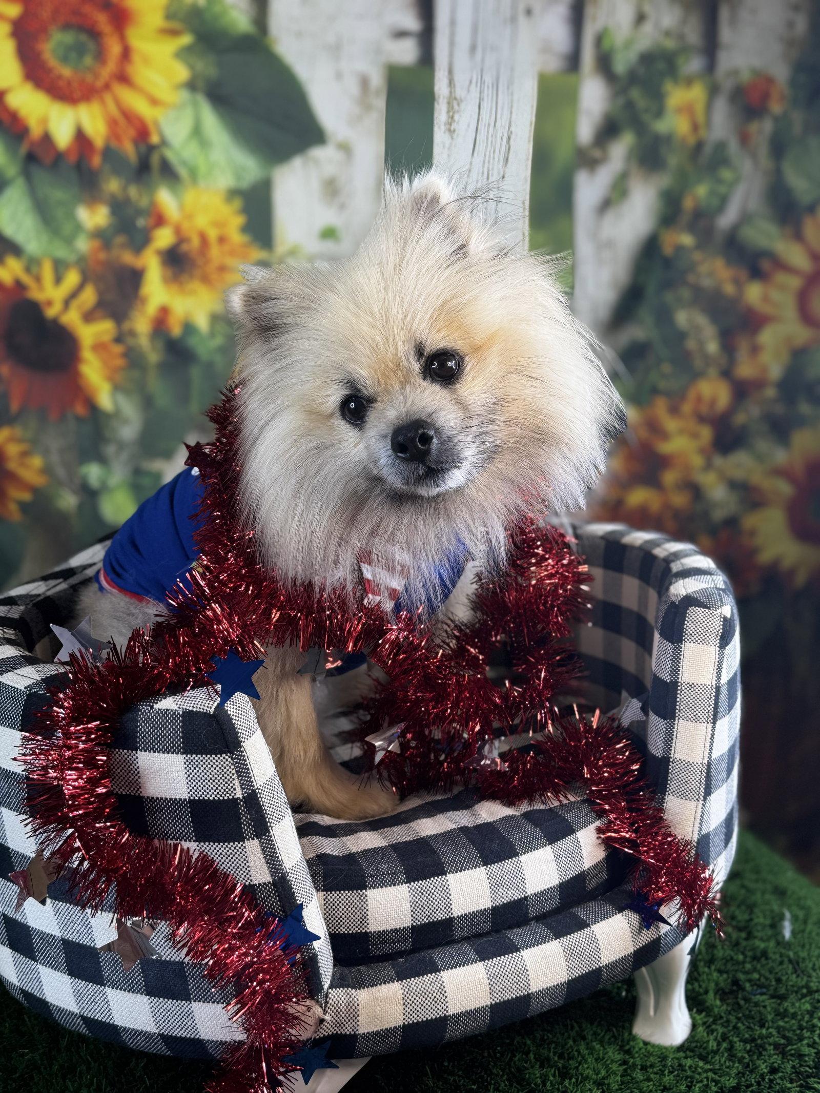 Rigatoni, a Adopted Pomeranian in Garland, TX image 2/3