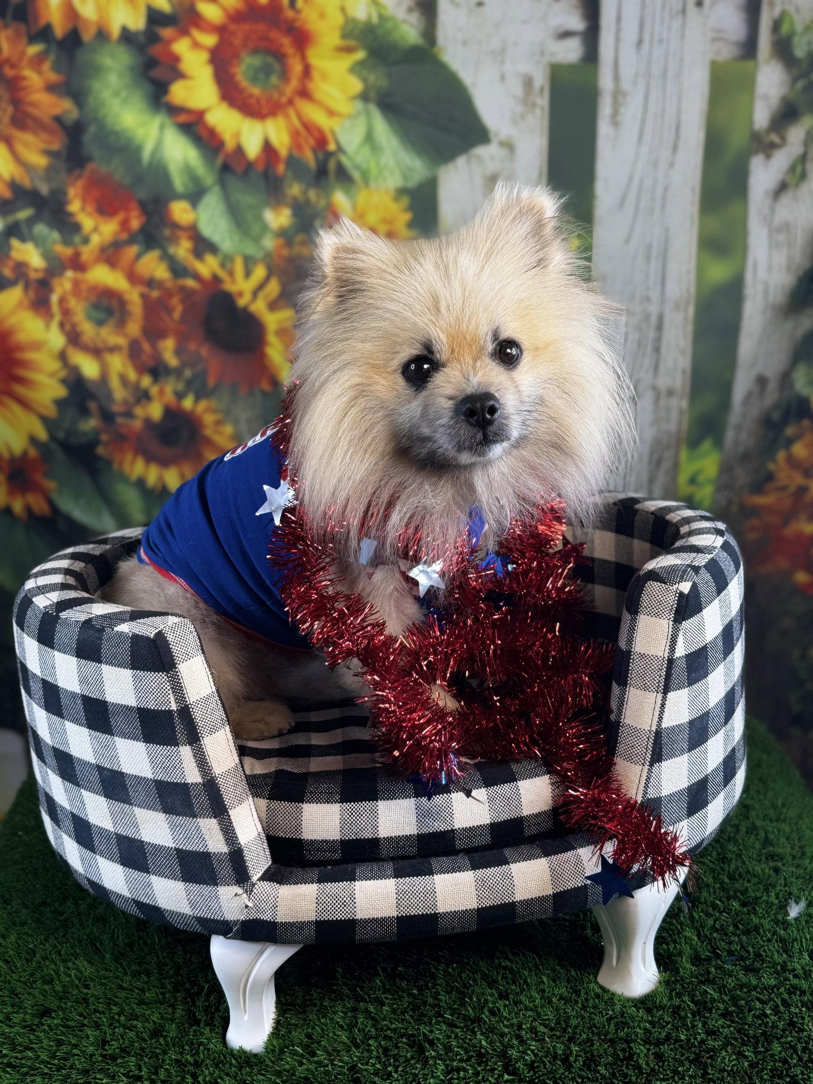 Rigatoni, a Adopted Pomeranian in Garland, TX image 3/3