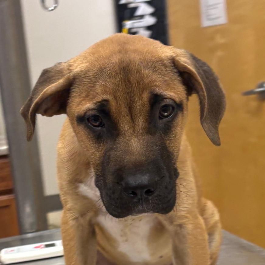 Shamus - 061802U, Adoptable, Young Male Labrador Retriever & Mixed Breed.