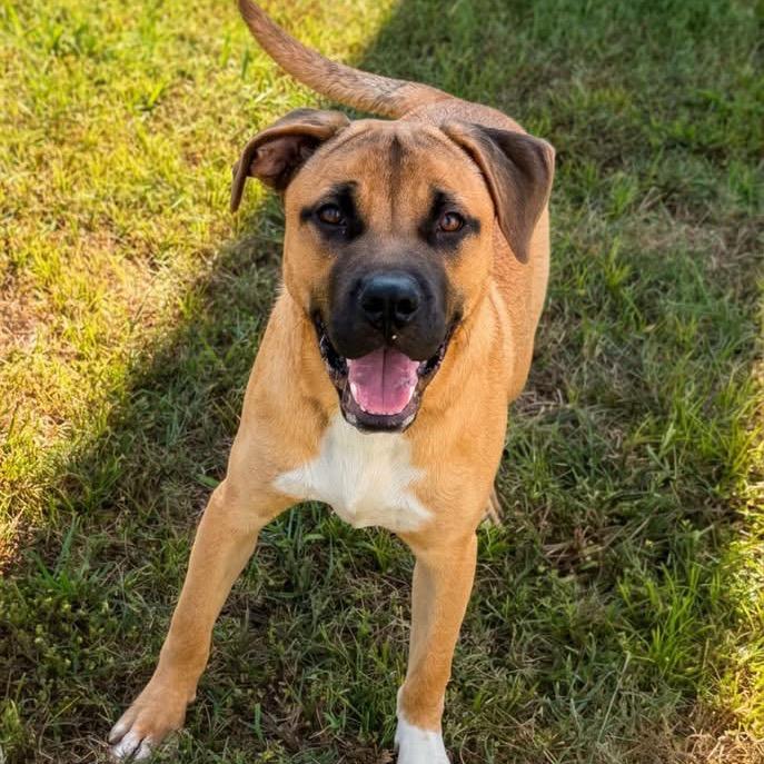 Enlarge Shamus - 061802U, a Adoptable mixed breed in Tupelo, MS image 2/3
