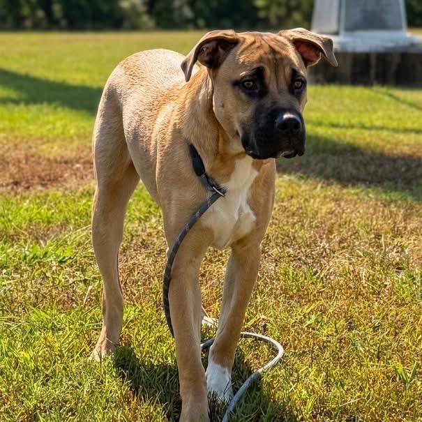 Enlarge Shamus - 061802U, a Adoptable mixed breed in Tupelo, MS image 3/3