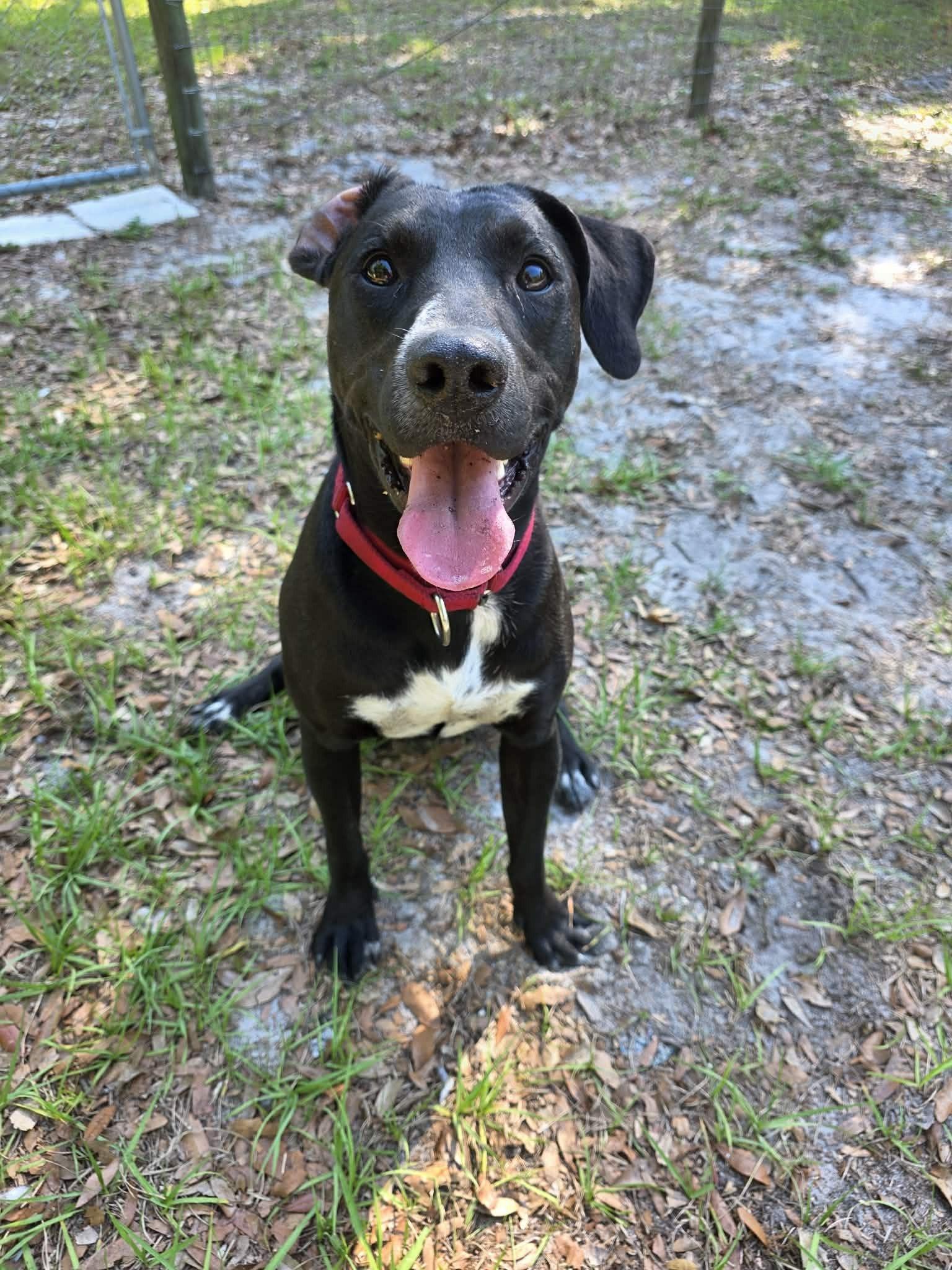 Enlarge Major *Trained*, a ADOPTABLE mixed breed in Umatilla, FL image 2/4