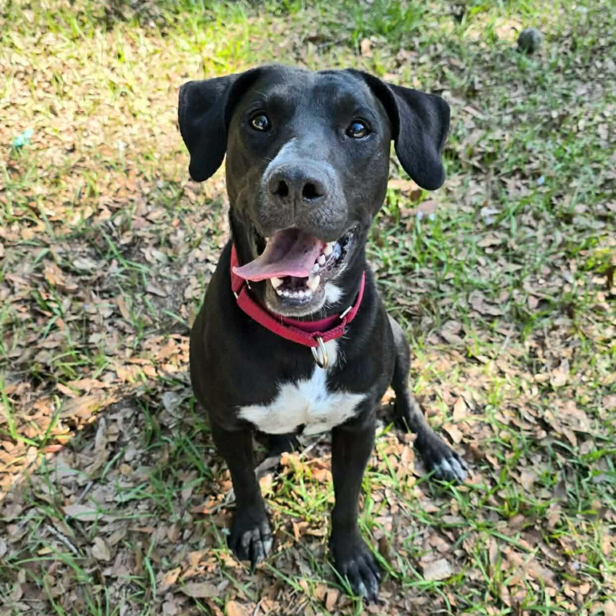 Major *Trained*, ADOPTABLE, Young Male Labrador Retriever & Hound.
