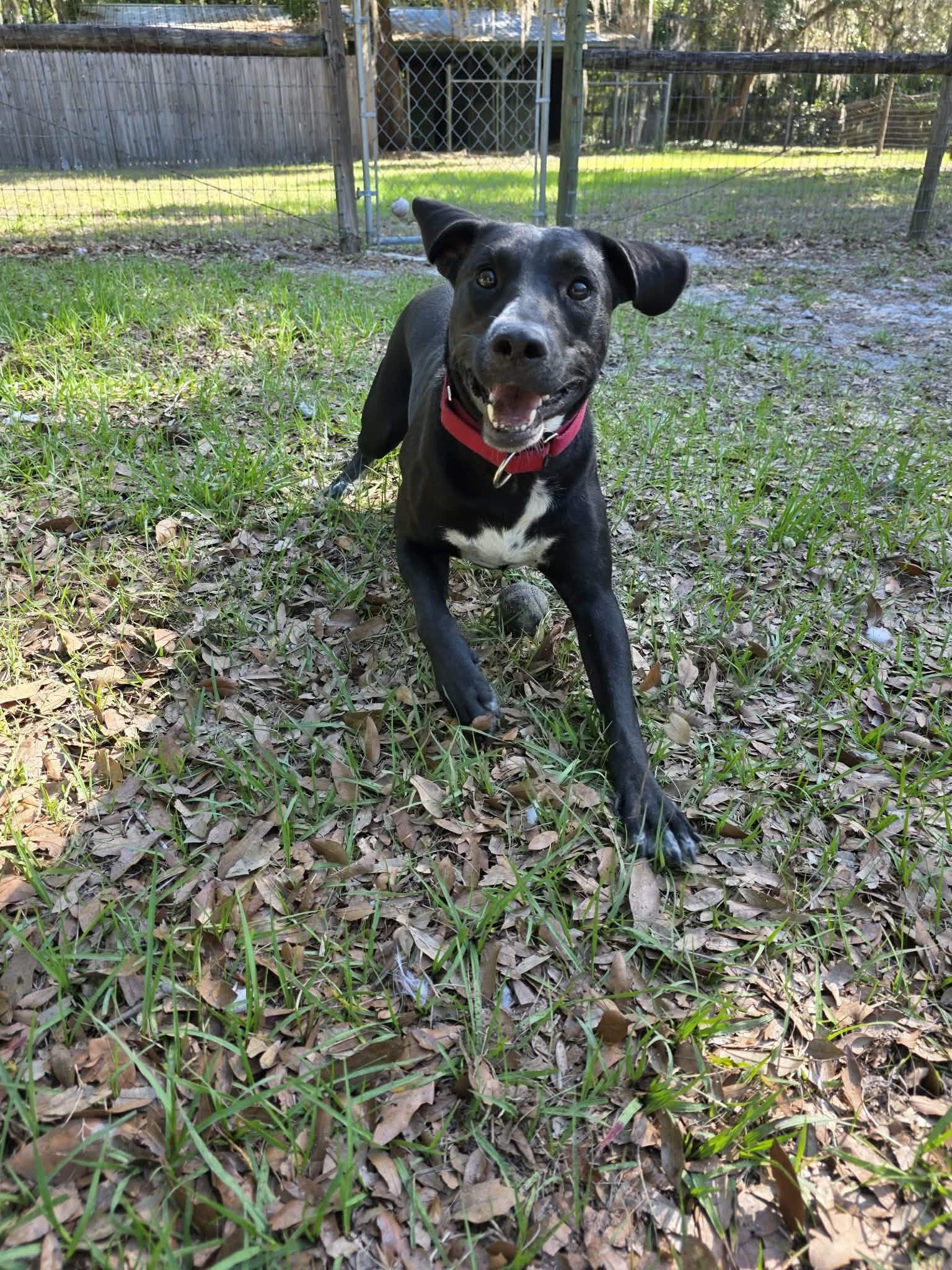 Enlarge Major *Trained*, a ADOPTABLE mixed breed in Umatilla, FL image 3/4