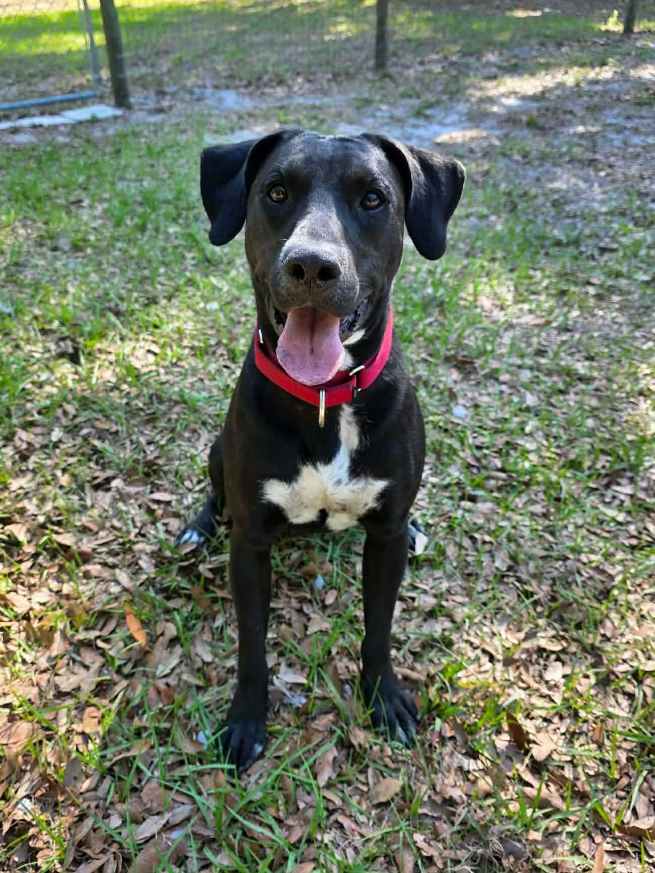 Enlarge Major *Trained*, a ADOPTABLE mixed breed in Umatilla, FL image 4/4
