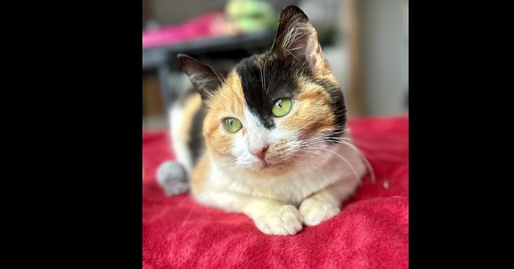 Mini, Adoptable, Young Female Domestic Short Hair.