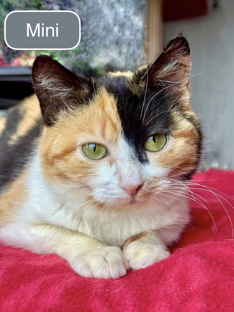 Enlarge Mini, a Adoptable Domestic Short Hair in Chalfont, PA image 2/6