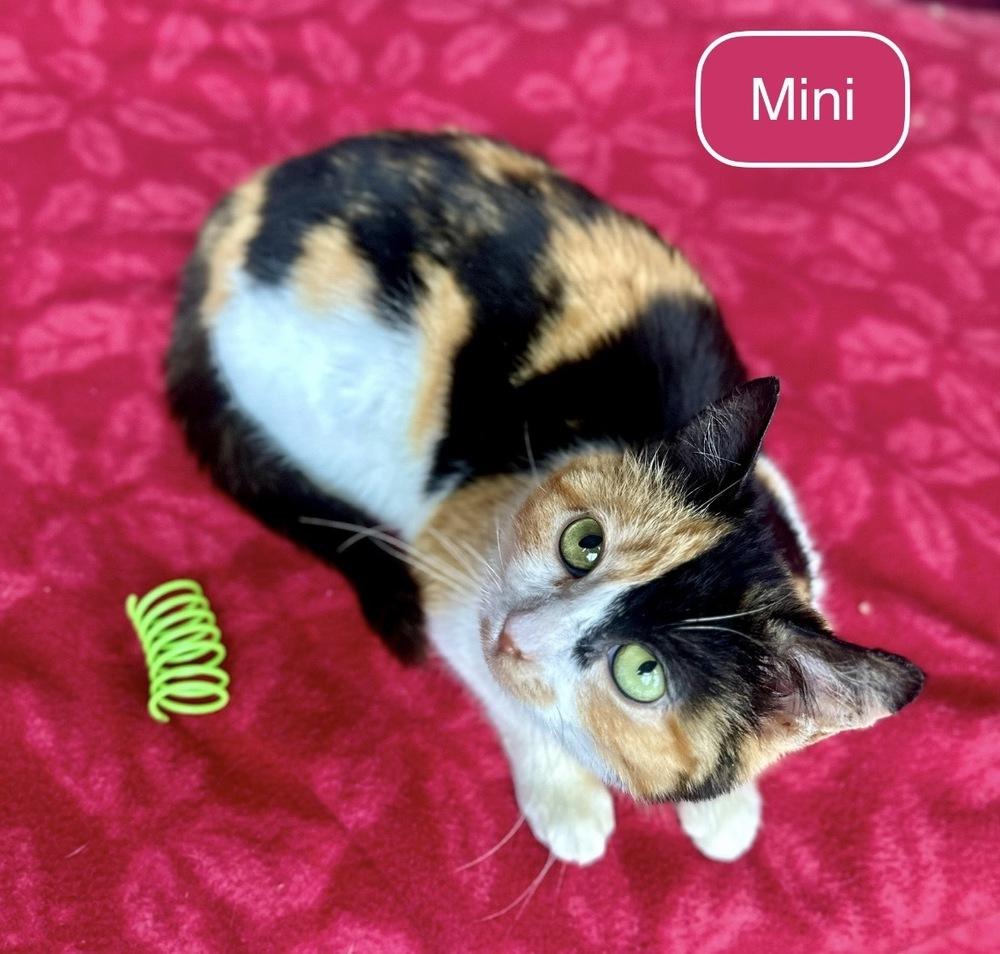 Enlarge Mini, a Adoptable Domestic Short Hair in Chalfont, PA image 3/6
