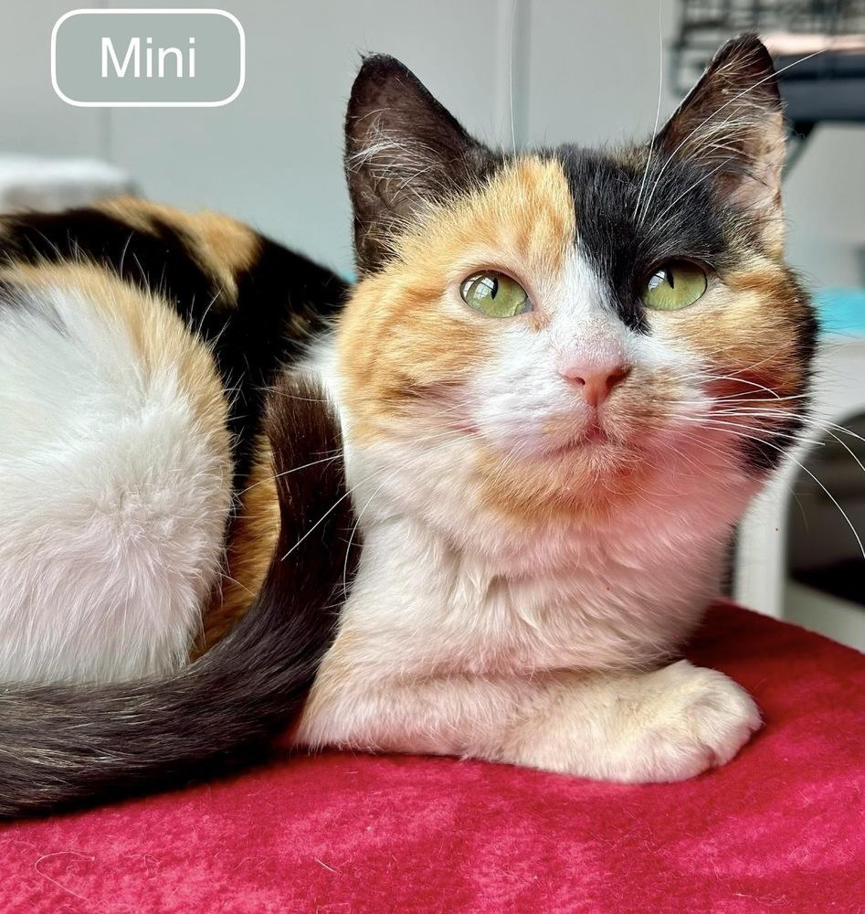 Enlarge Mini, a Adoptable Domestic Short Hair in Chalfont, PA image 4/6