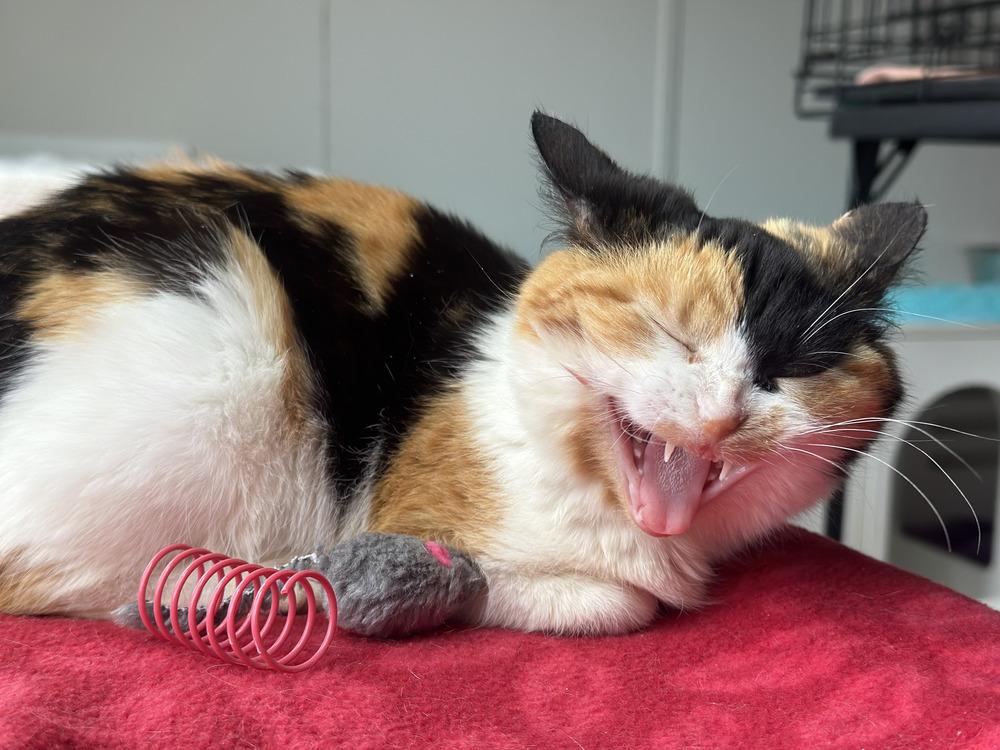 Enlarge Mini, a Adoptable Domestic Short Hair in Chalfont, PA image 5/6