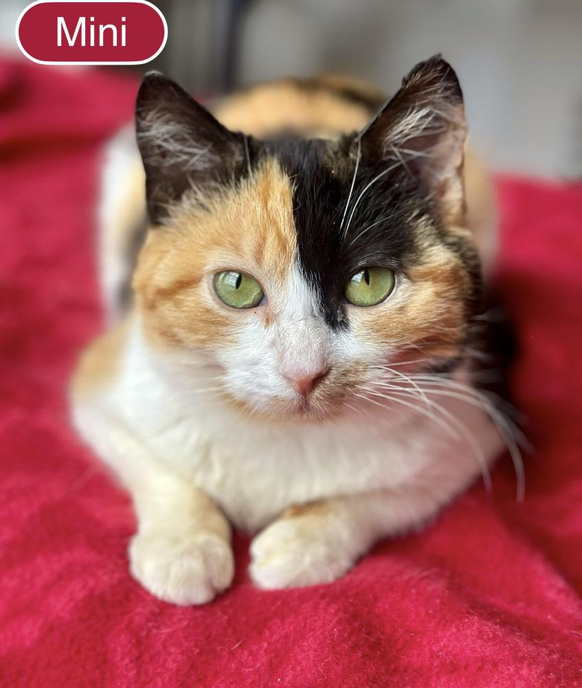 Enlarge Mini, a Adoptable Domestic Short Hair in Chalfont, PA image 6/6