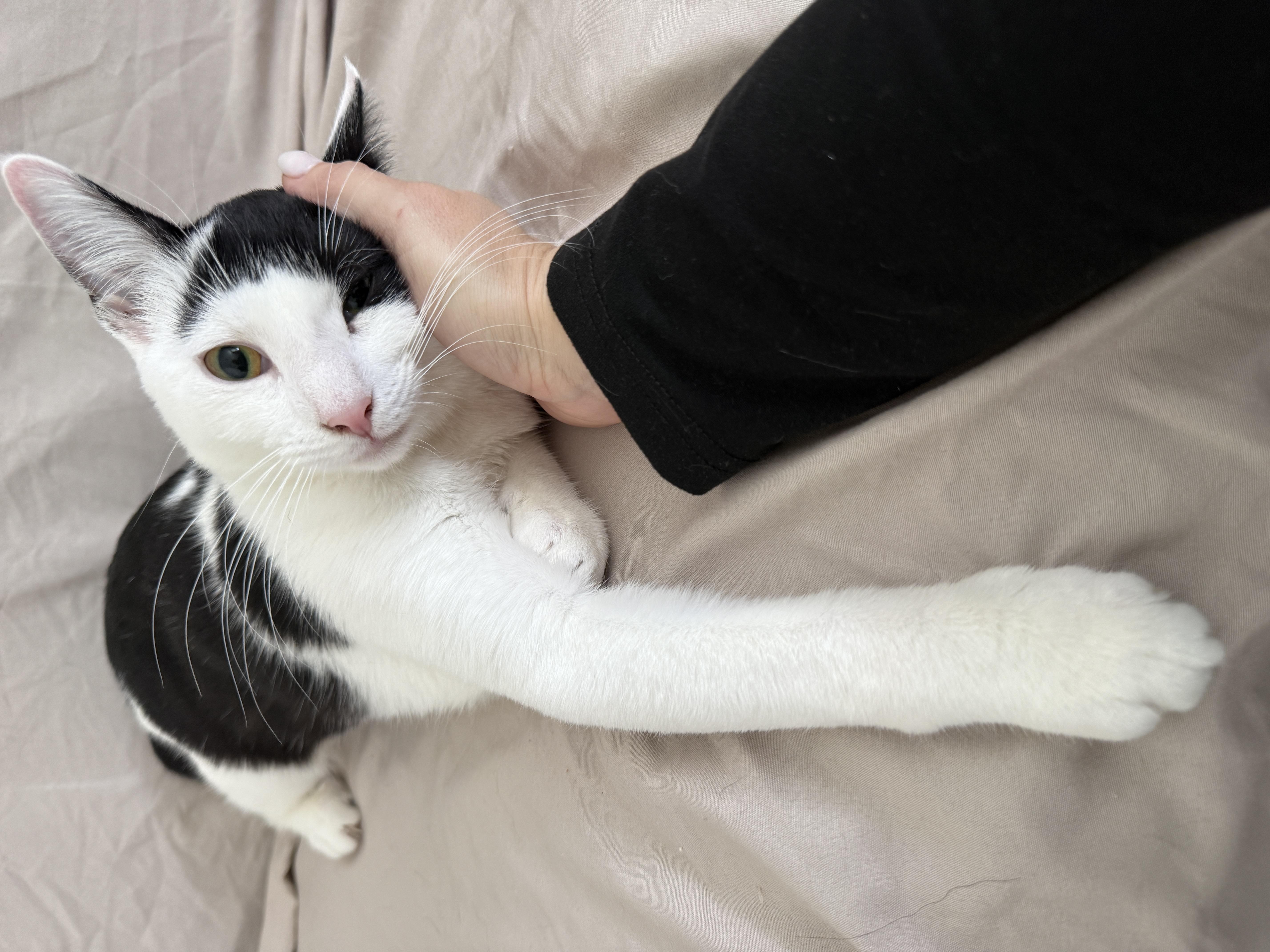 Panda, Adopted, Kitten Female Domestic Short Hair.