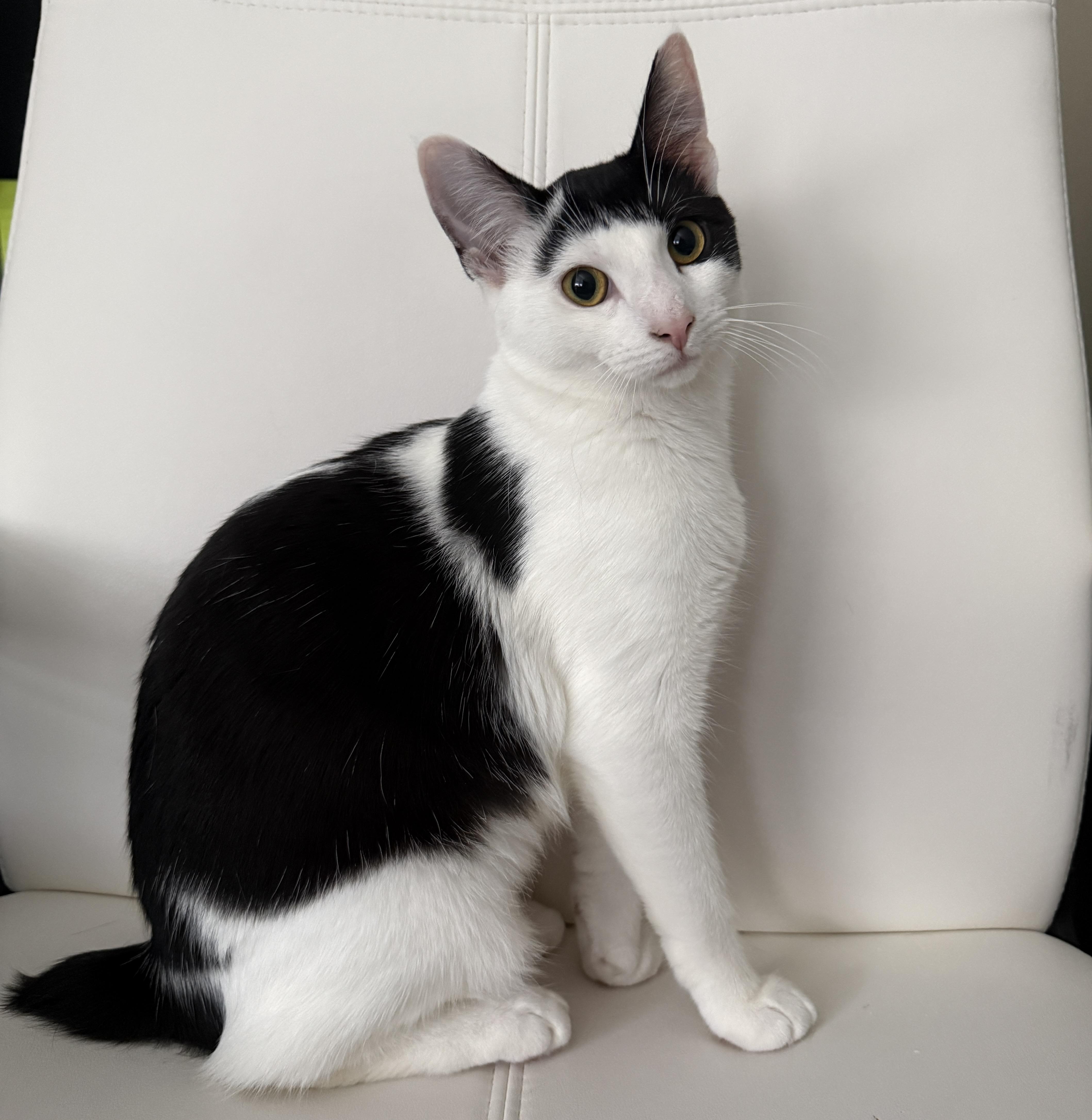 Enlarge Panda, a Adopted mixed breed in Schenectady, NY image 2/5