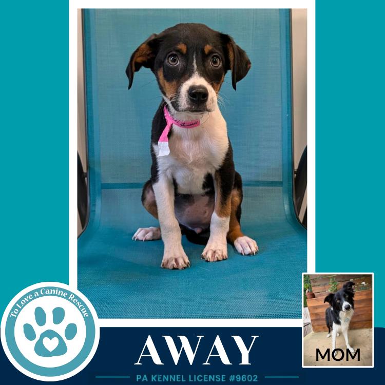 Away (Rosie's Wranglers) 053026, a Adoptable mixed breed in Kimberton, PA image 1/2